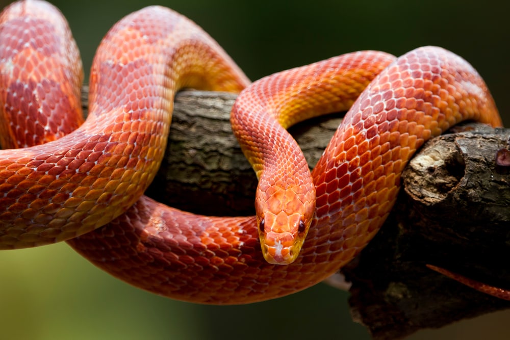 close up of a red corn snake coiled snake coiled on a log