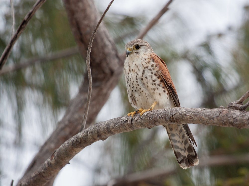 The Malagasy kestrel  falcon species or falco newtoni perched on a tree branch