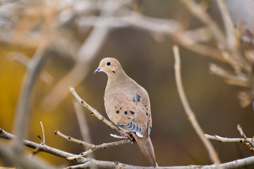 one of the common birds of Pennsylvania, the Mourning Dove (Zenaida macroura) perched on a tree branch