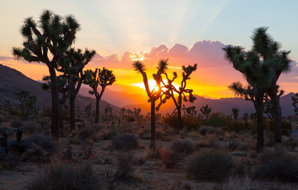 one of the things to do in Joshua tree, watching the sunset