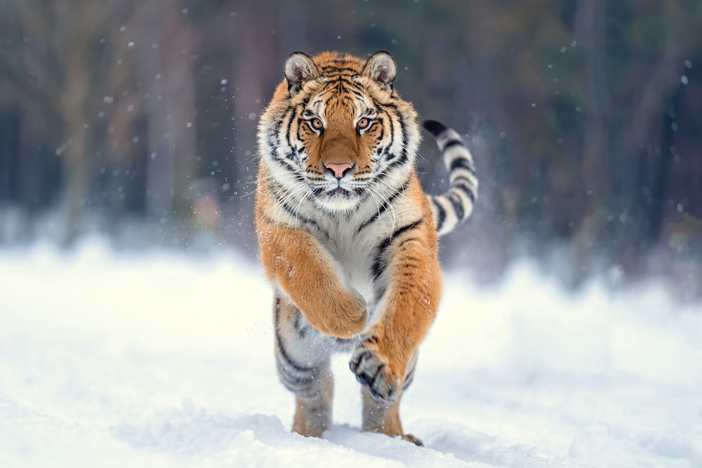 Image of a Siberian tiger jumping on the snow