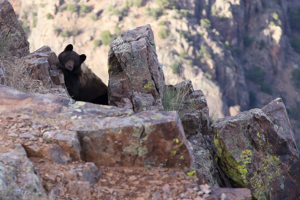 black bear at Black Canyon National Park