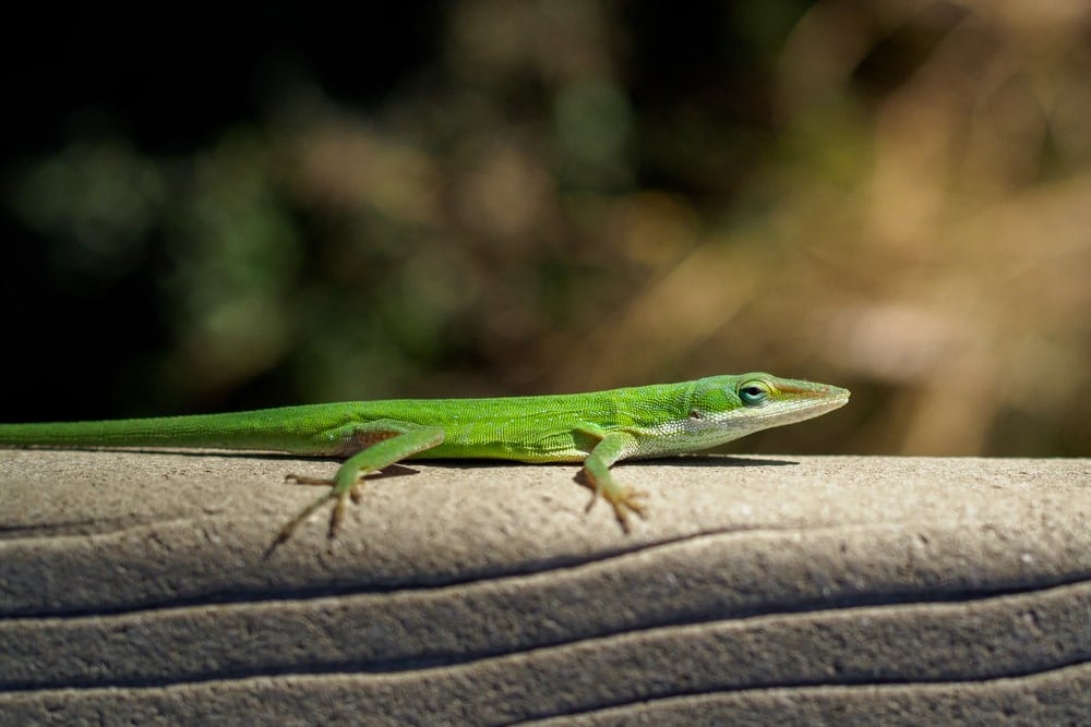 green anole found in the Big Cypress National Preserve