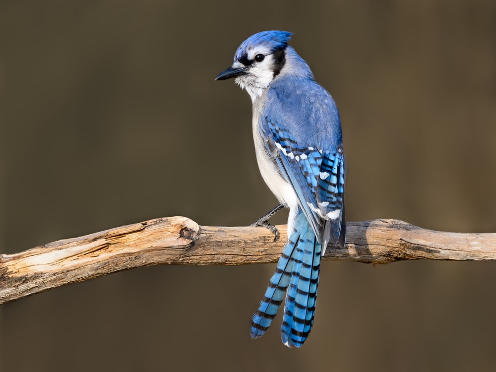 one of the most intelligent backyard birds of Pennsylvania, the Blue Jay captured sitting on a tree branch