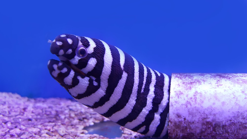 image of Zebra moray or Gymnomuraena zebra types of eels in aquarium tank