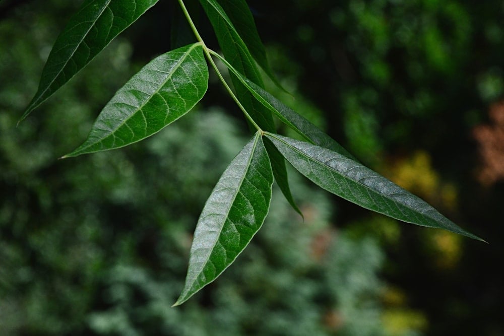 Lanceolate leaves on Chinese Pistache tree, 