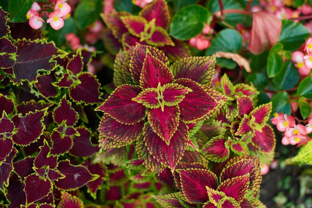 A coleus plant with ovate leaves