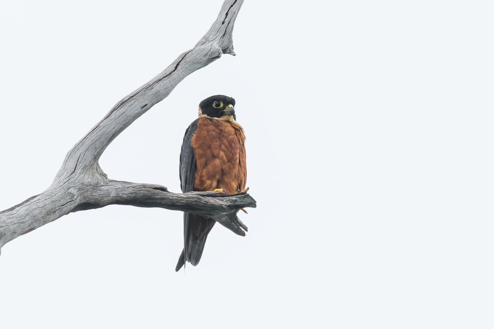oriental hobby falcon species  or falco severus perched on a dead tree branch 