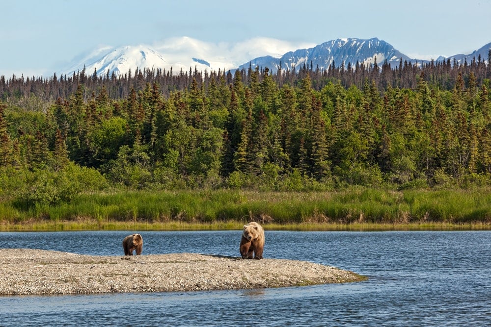 Grizzly Bears at Katmai National Park in Southwestern Alaska 