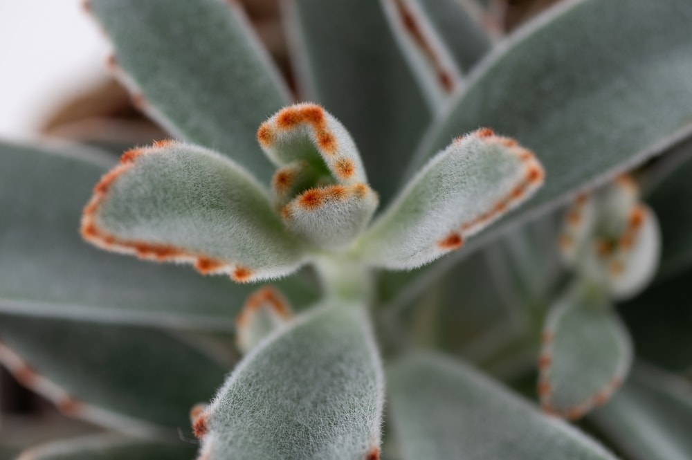 Close up of the surface of the Silvery Green Fuzzy Kalanchoe Succulent Plant