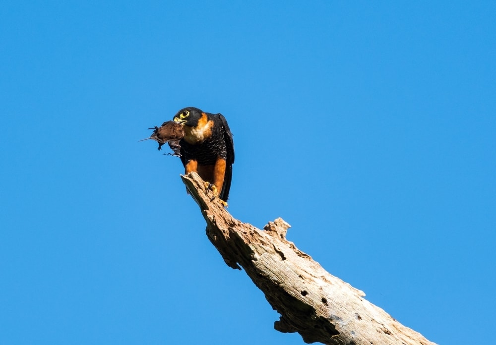 image of a bat falcon standing on a tree branch with a bat on its beak