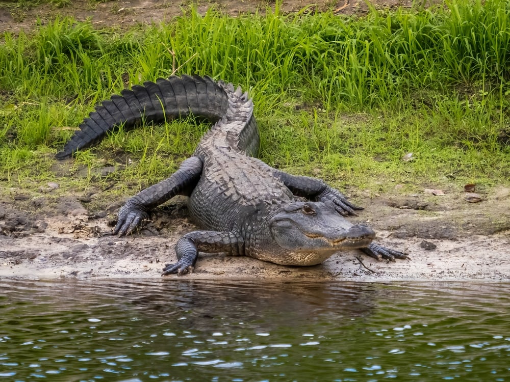 image of an American alligator along Myakka River in Myakka River State Park in Sarasota Florida USA