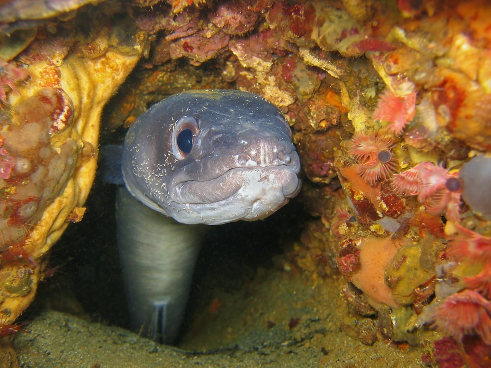 European conger eel underwater hidden in a hole,