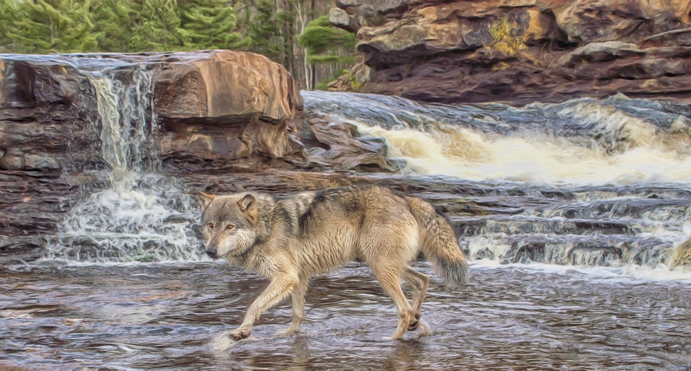a gray wolf walking in Minnesota river