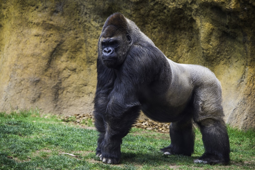 image of a lone male gorilla, one of the animals with strongest bite force