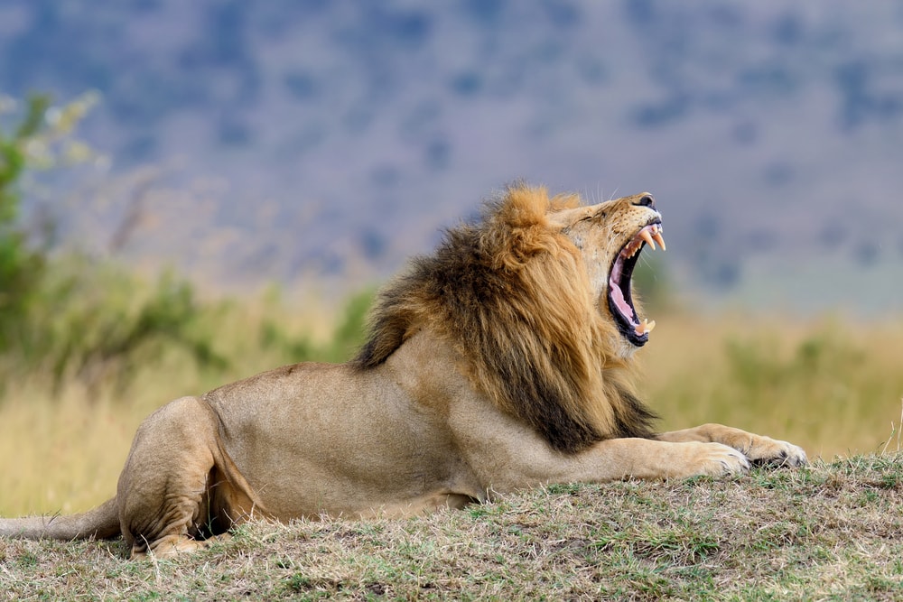 image of a roaring lion in Kenya
