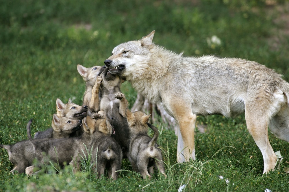 a mother wolf and her pups on a grassland