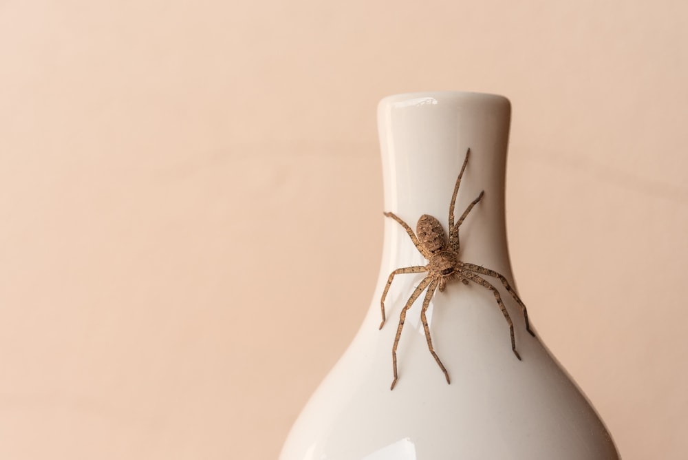 House spider on a white vase