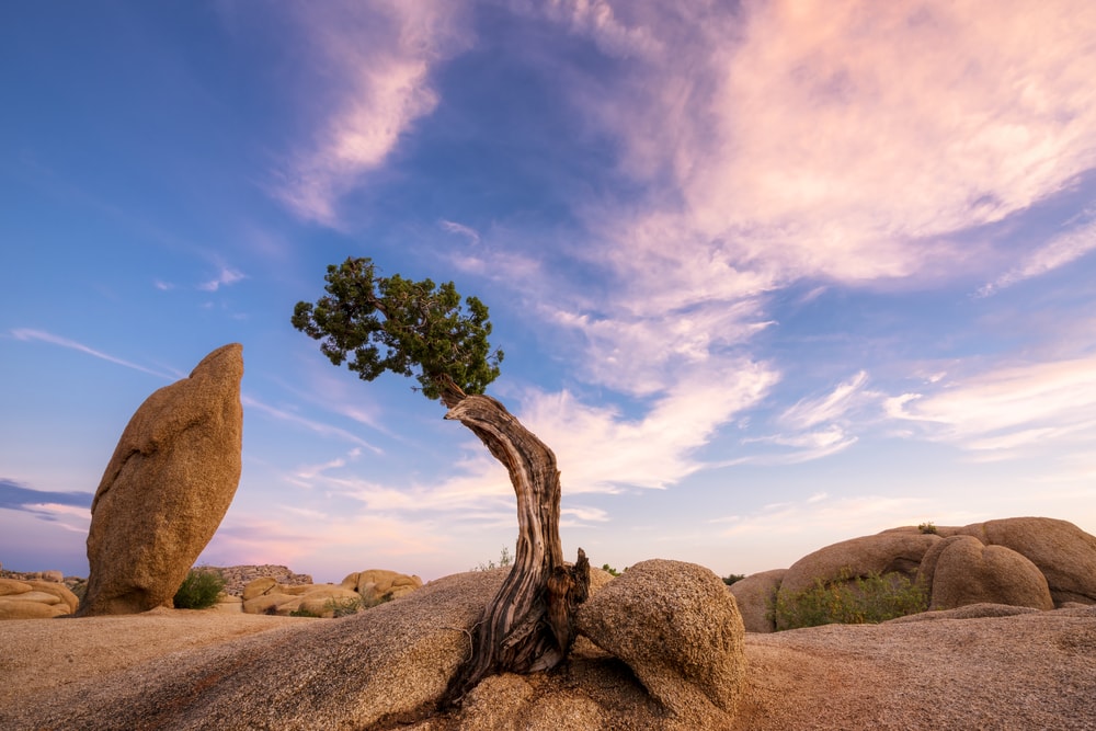 Juniper Tree and Balance Rock at Sunset, Joshua Tree National Park, CA