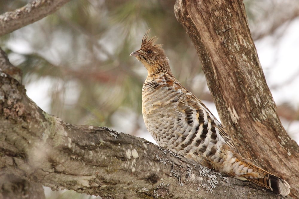 a  Ruffed Grouse (Bonasa umbellus) is one of the largest birds of Pennsylvania perched on a tree branch