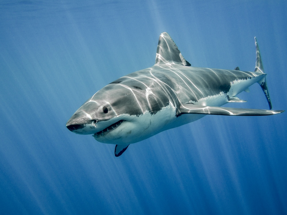one of the animals with strongest bite force, great white shark swimming on the ocean
