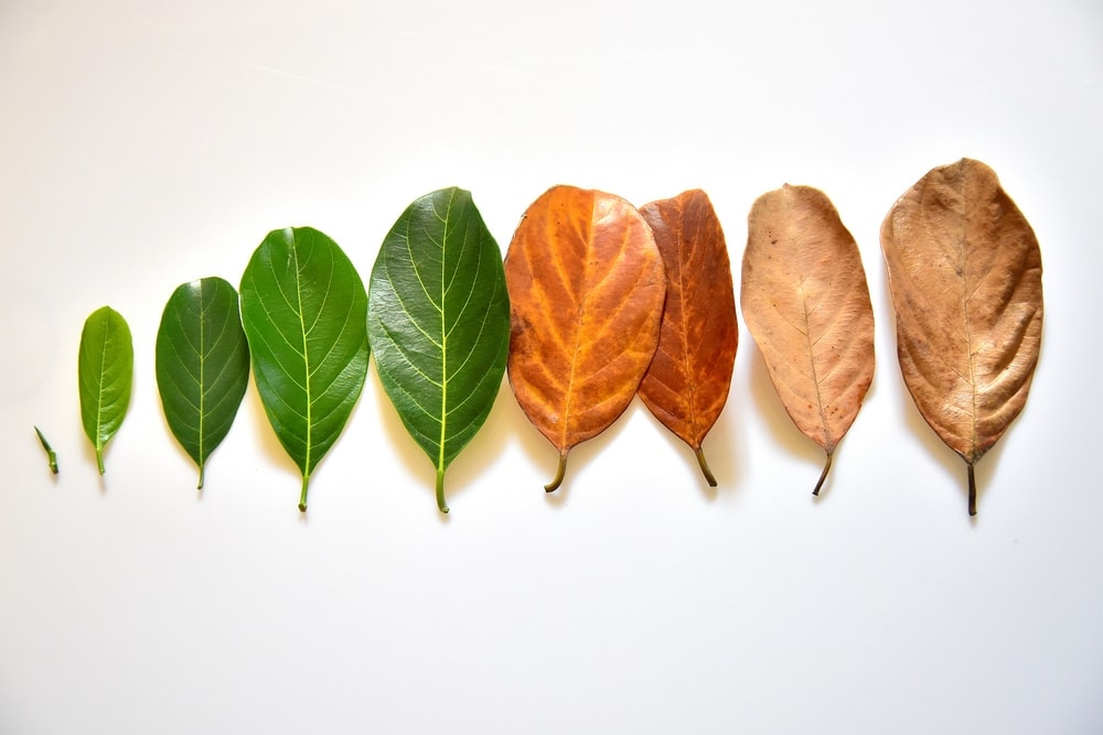 leaf image from bud to brown leaf