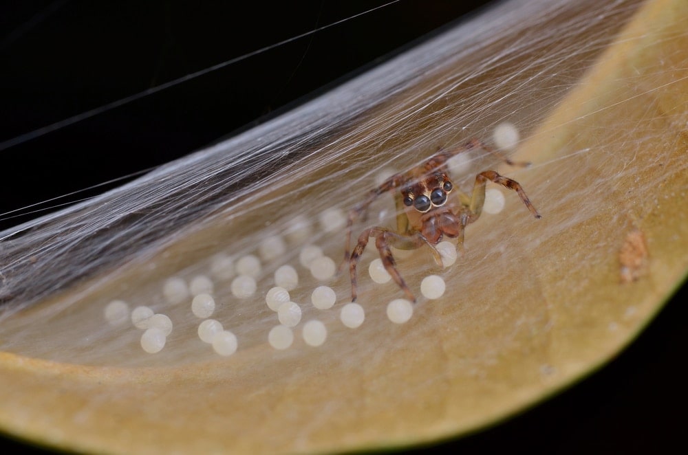 image of a spider guarding its eggs