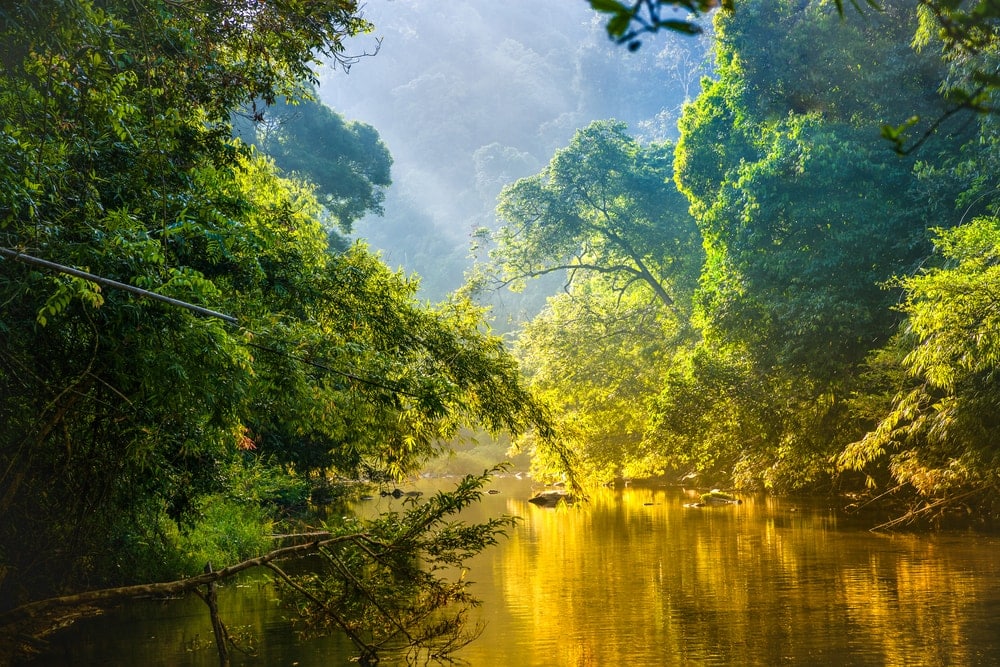 rivers and trees on a rainforest ecosystem