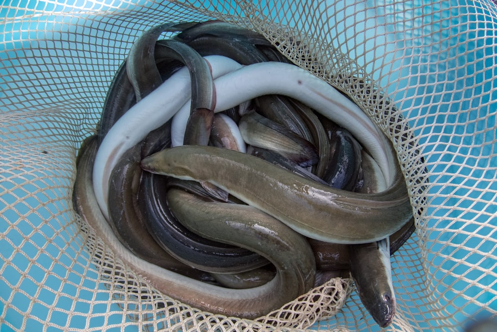 eels caught in a net