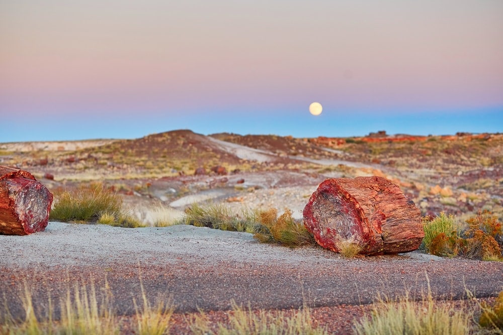 petrified logs and painted lady dunes in petrified forest national park