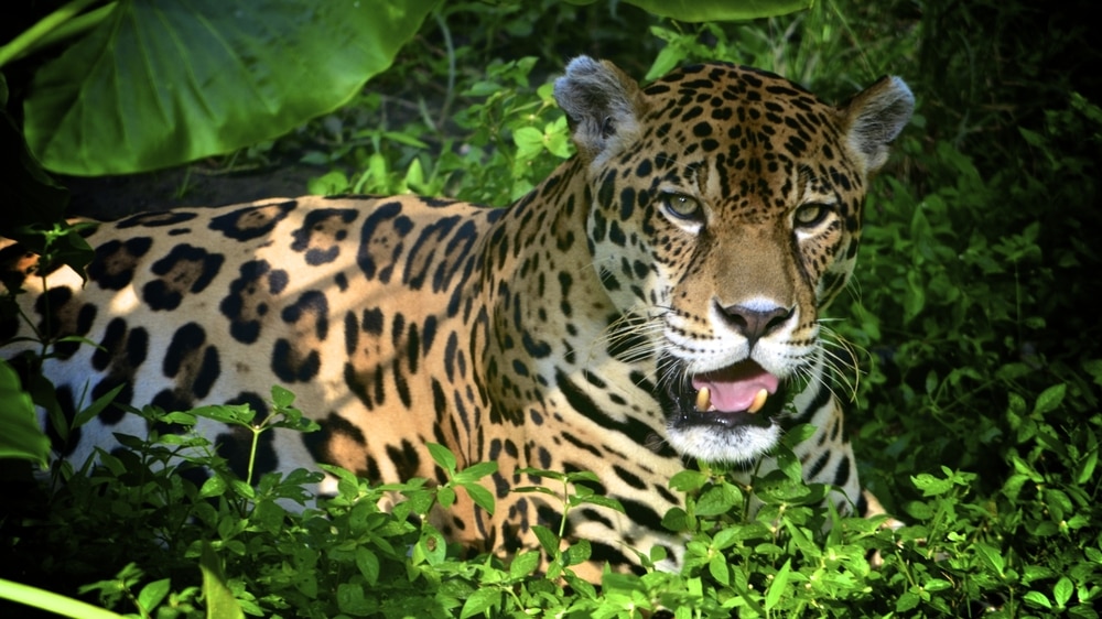Jaguar lying in the grass and leaves in Amazon forest. Jaguar has the strongest bite force of all big cats.