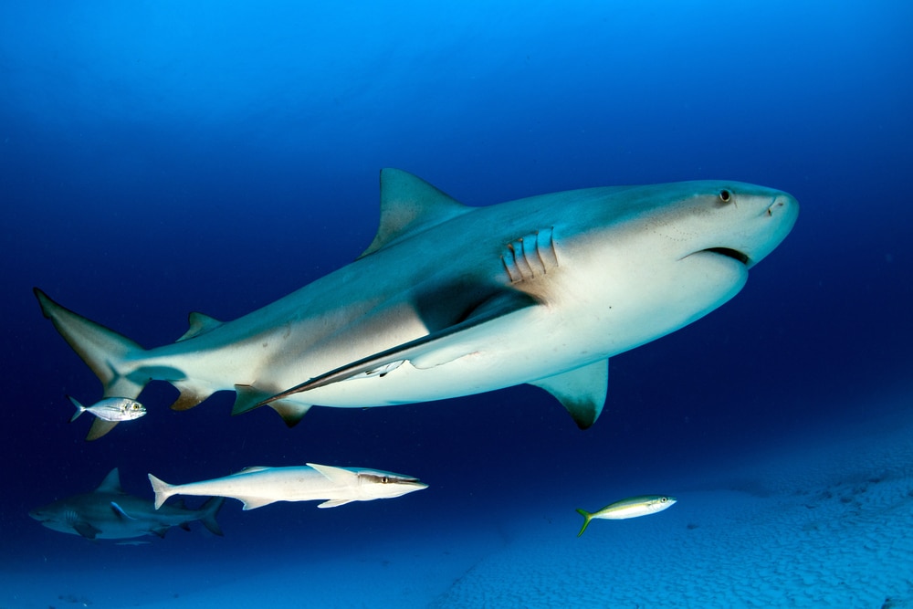 a bull shark swimming with other fish species in the ocean