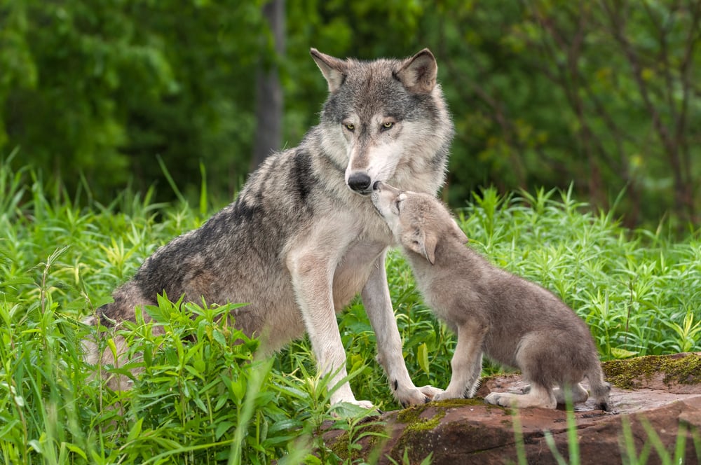 a mother gray wolf with a her pup on grasslands