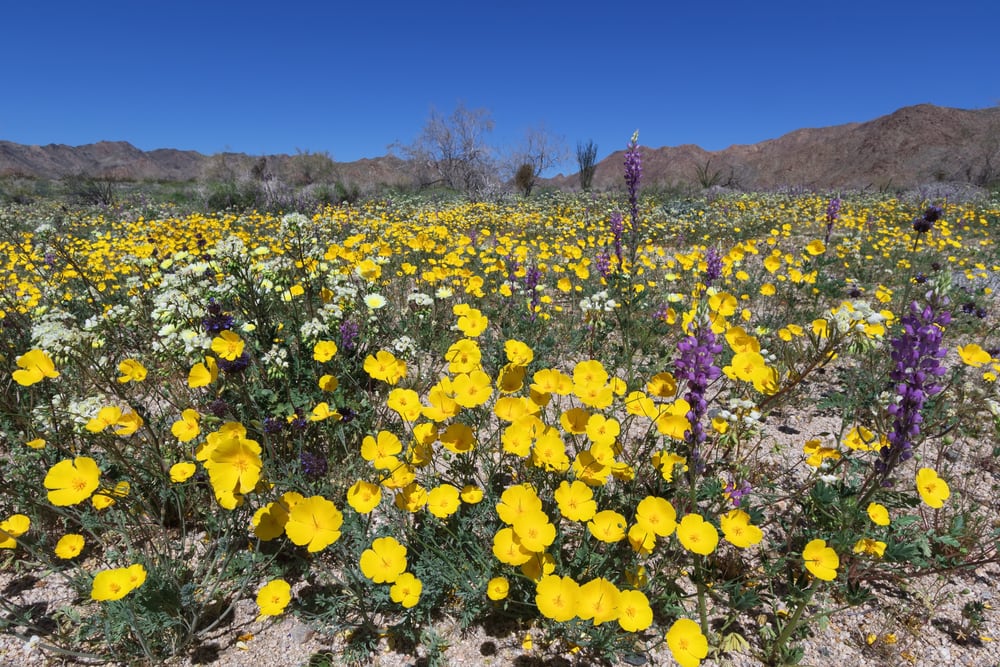 Parish's poppy, lupine, and other wildflower blooming in Joshua Tree National Park, CA