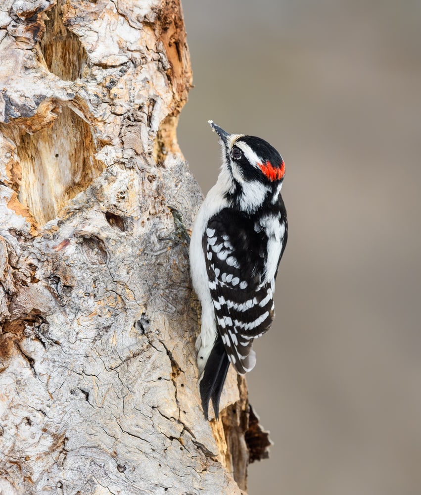a Downy Woodpecker or Dryobates pubescens pecking on tree
