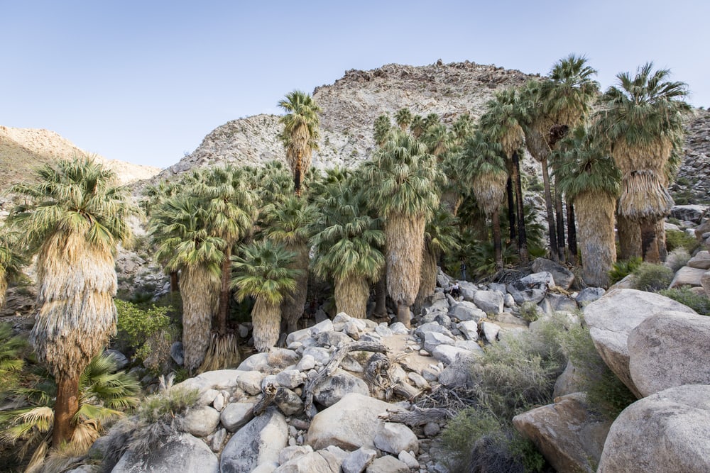 one of the popular hikes in Joshua Tree National Park, the Fortynine Palm Oasis