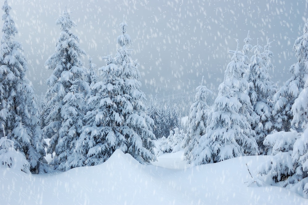 snow falling and snow-covered pine trees during a snow weather