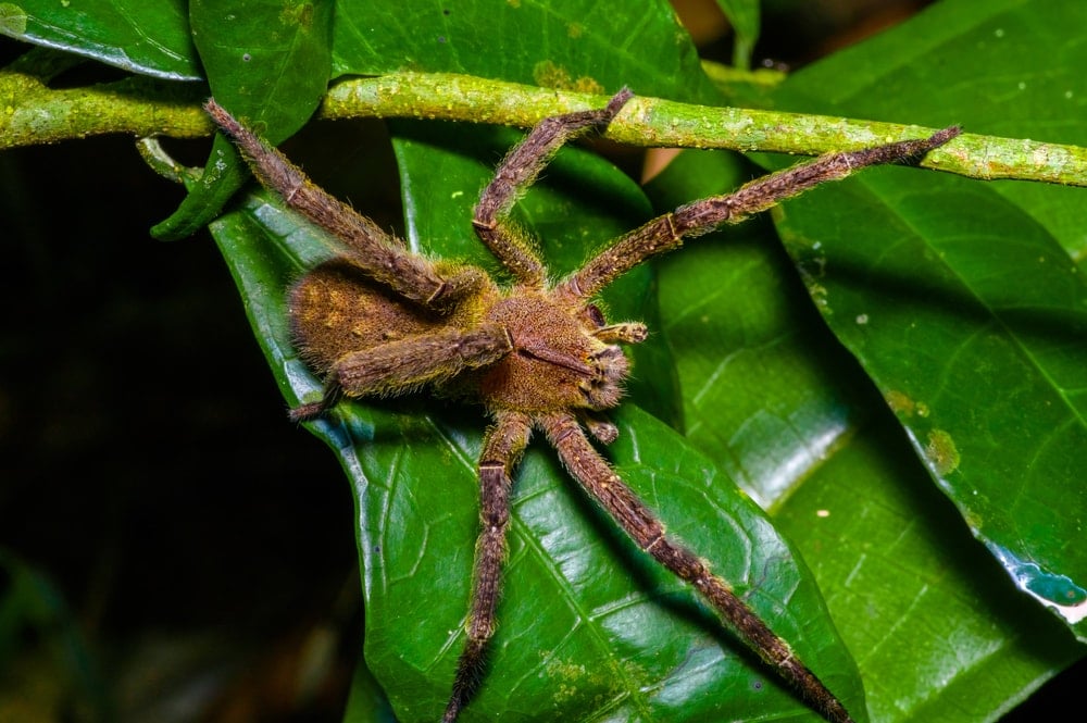 image of a Brazilian spider Phoneutria fera sitting on a leaf