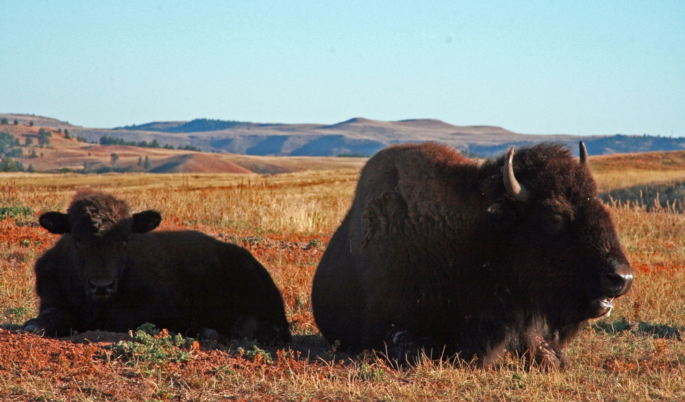American Bison lying in the grasslands of Windy Cave National Park, South Dakota, USA