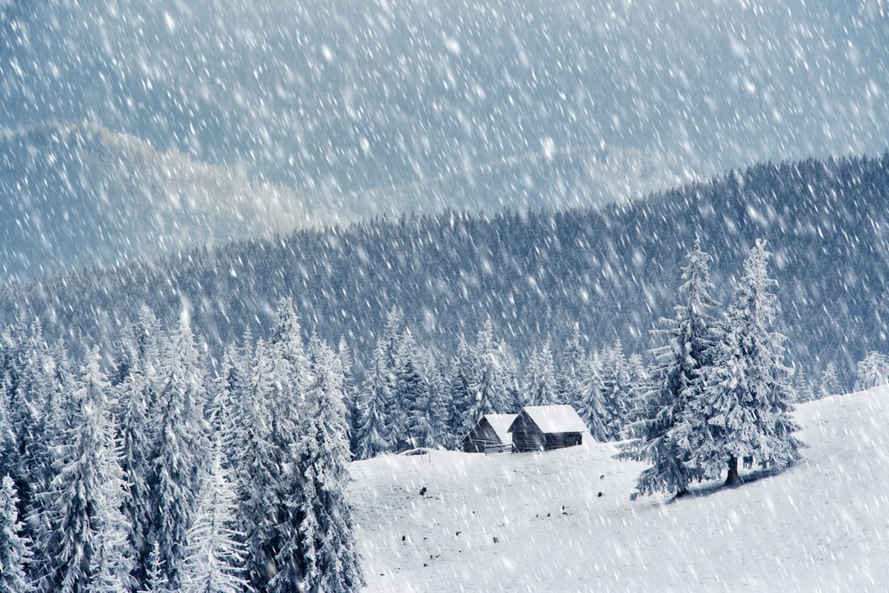snow falls on the cabin and pine trees during a snowy weather