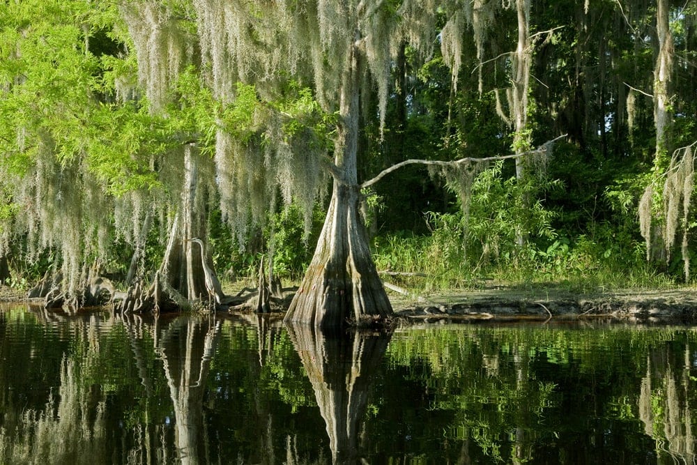 bald cypress reflecting in the swamp at Everglades Florida