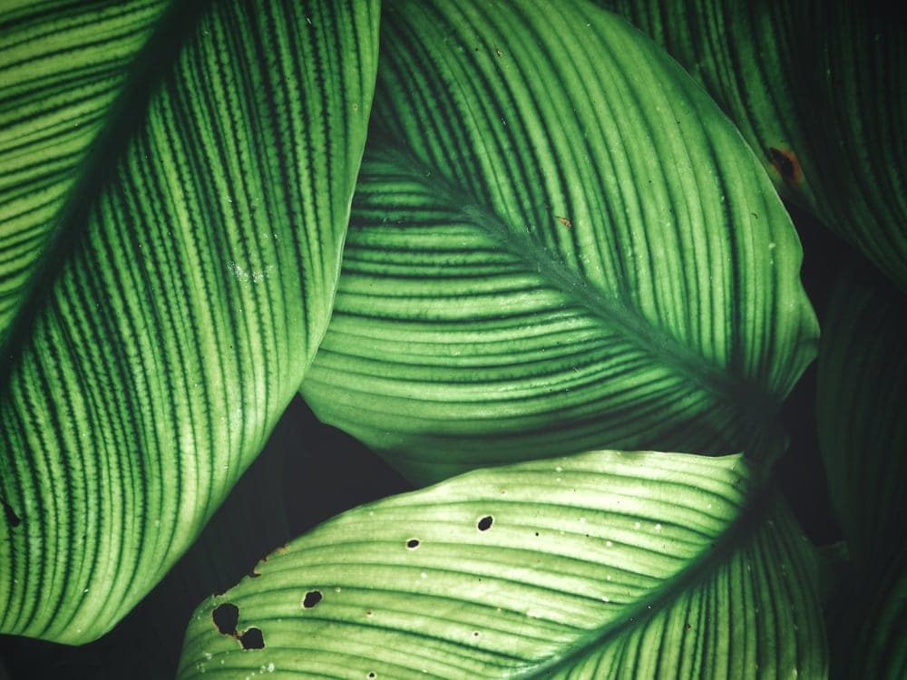 Close up image on tropical type of leaves