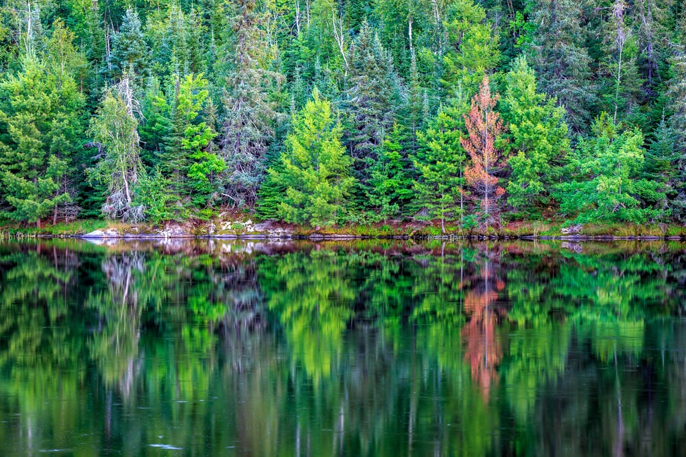 trees reflection on the waters of the  Voyageurs National Park in Minnesota