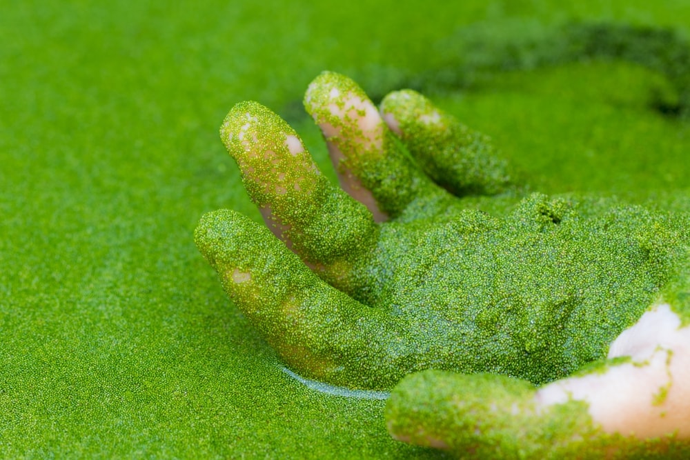 image of  hand holding a the smallest leaves from wolffia globosa, 