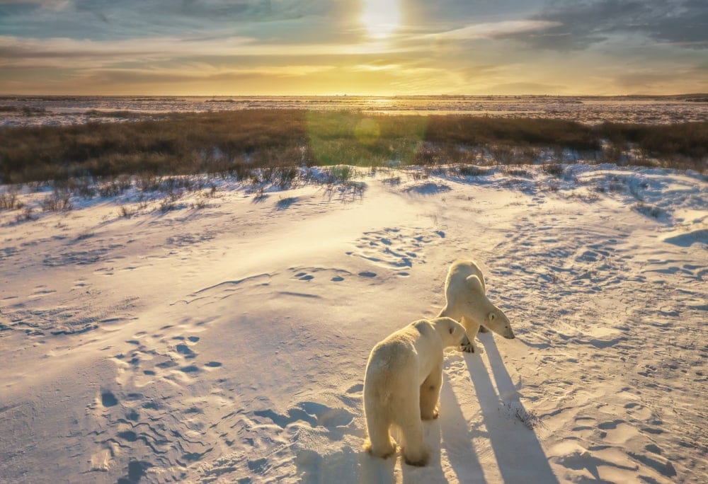 two polar bears at the arctic tundra ecosystem