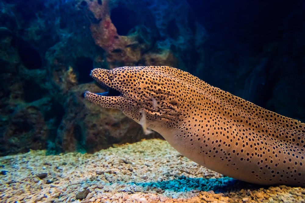 a Moray Eel or Gymnothorax miliaris from the Muraenidae types of eels