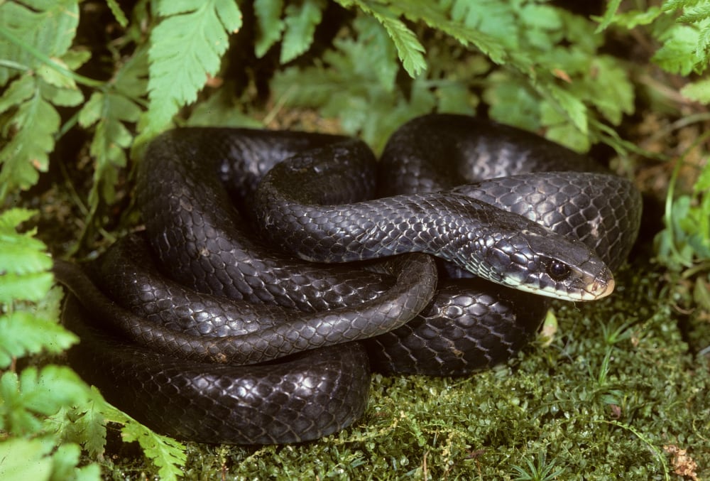 one of the snakes in Pennslyvania, the Northern Black Racer (Coluber constrictor) is a non venomous snake