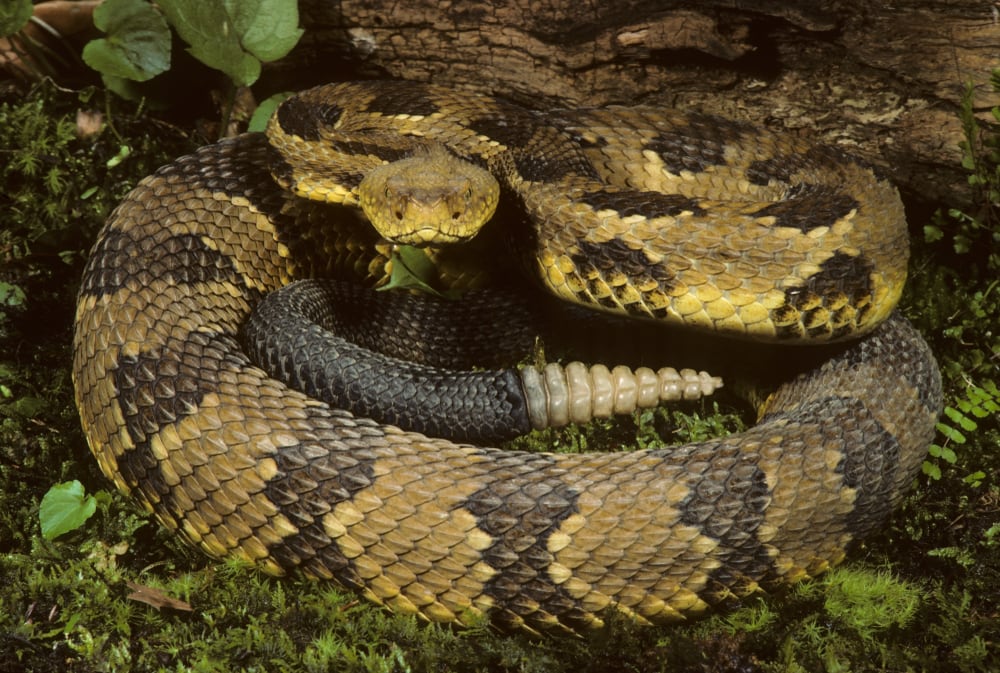 one of the venomous snakes of Pennslyvania, the Timber rattlesnake