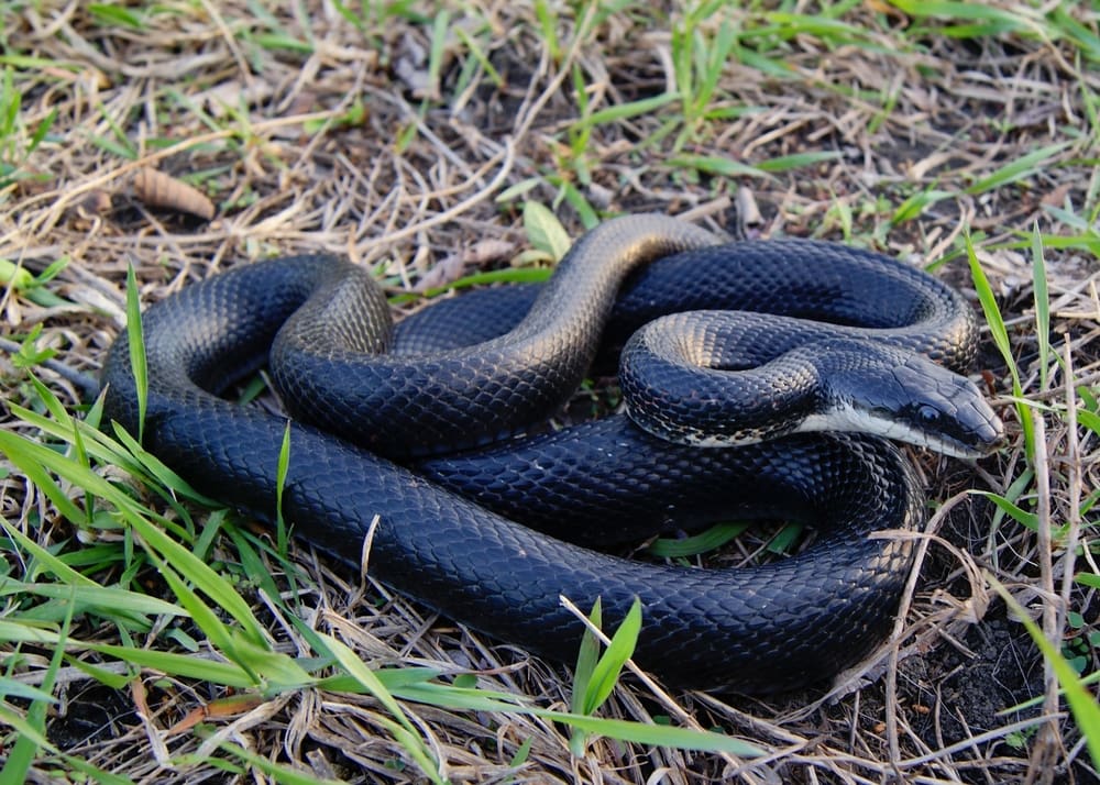 one of the longest snakes in PA, Black Rat Snake, Pantherophis obsoleta lying on the ground