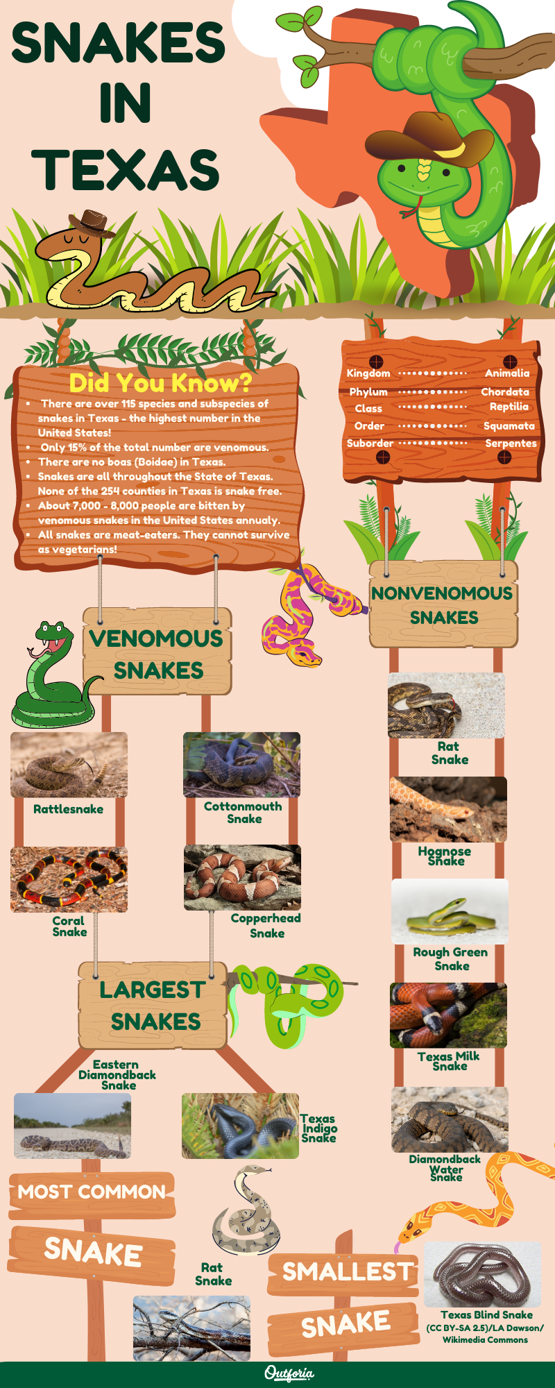 snakes in Texas Infographics
